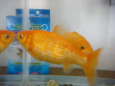 20080412_190_thumb.jpg