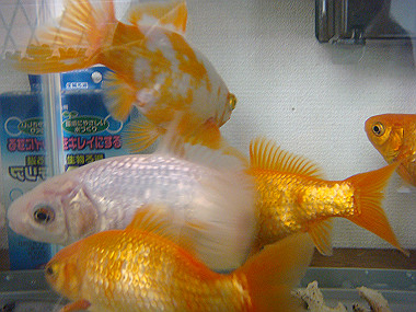 20080412_200_thumb.jpg