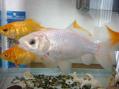 20080412_210_thumb.jpg