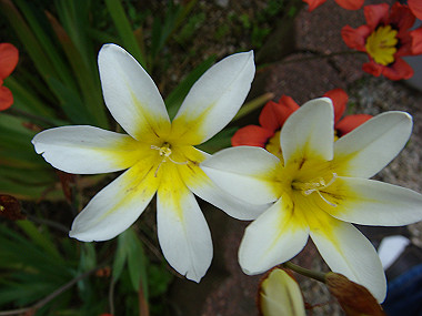 20080420_030_thumb.jpg