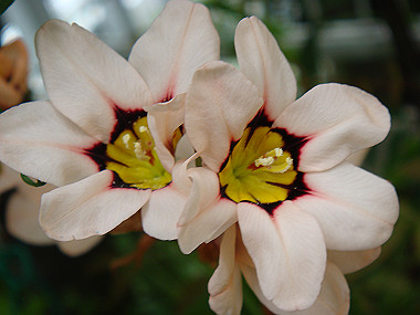 20080420_060_thumb.jpg