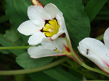 20080420_100_thumb.jpg