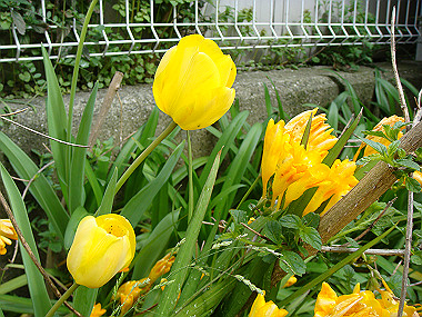 20080420_130_thumb.jpg