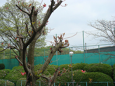 20080420_190_thumb.jpg