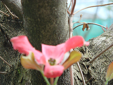 20080420_200_thumb.jpg