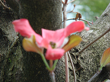 20080420_210_thumb.jpg