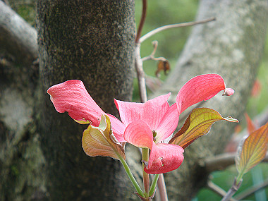 20080420_220_thumb.jpg