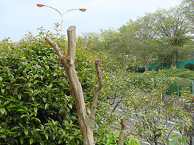 20080420_230_thumb.jpg