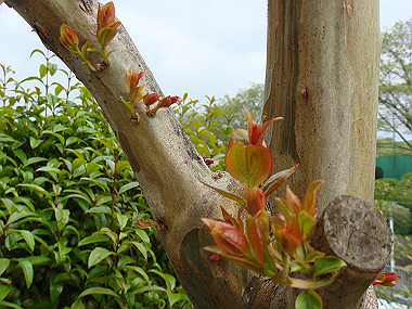 20080420_240_thumb.jpg