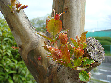 20080420_260_thumb.jpg
