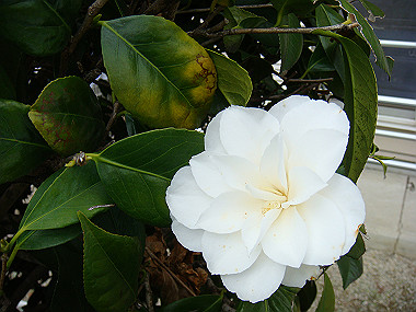 20080420_270_thumb.jpg