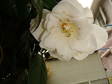 20080420_290_thumb.jpg