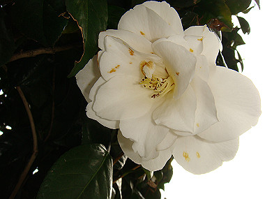 20080420_300_thumb.jpg