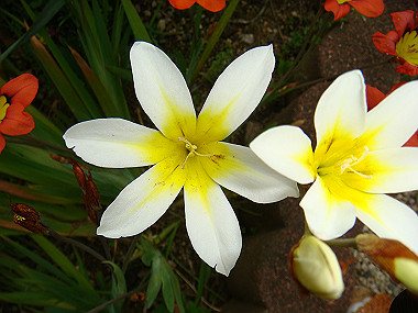 20080420_310_thumb.jpg