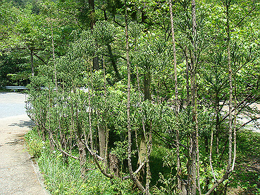 20080503_0010_thumb.jpg