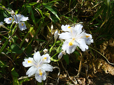 20080503_0020_thumb.jpg