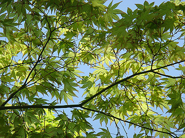 20080503_0150_thumb.jpg