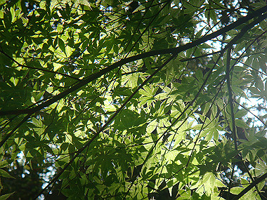 20080503_0260_thumb.jpg