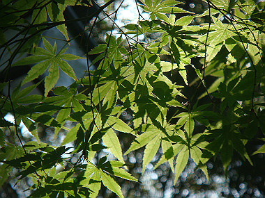 20080503_0270_thumb.jpg
