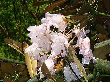 20080503_0750_thumb.jpg