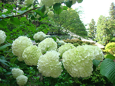 20080503_0790_thumb.jpg