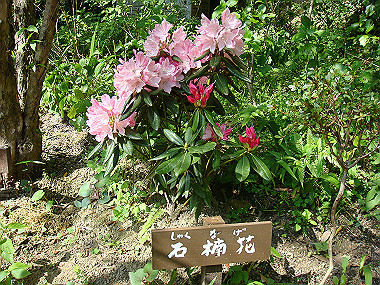 20080503_0980_thumb.jpg