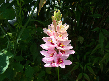 20080504_0020_thumb.jpg