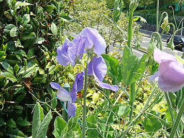 20080504_0050_thumb.jpg