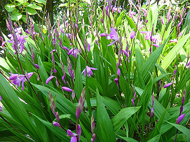 20080504_0090_thumb.jpg
