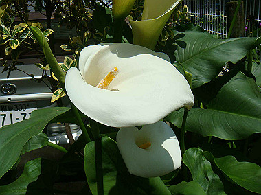 20080504_0100_thumb.jpg