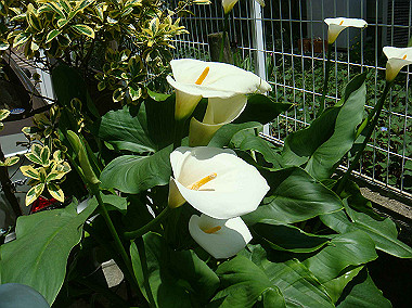 20080504_0110_thumb.jpg