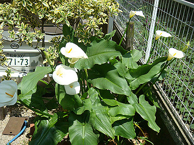 20080504_0120_thumb.jpg