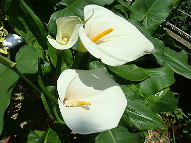 20080504_0130_thumb.jpg
