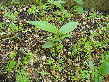 20080525_0040_thumb.jpg