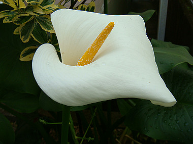 20080525_0090_thumb.jpg