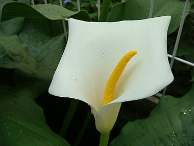 20080525_0100_thumb.jpg
