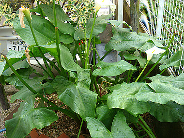 20080525_0110_thumb.jpg