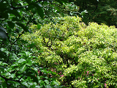 20080529_0540_thumb.jpg