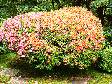 20080529_0620_thumb.jpg