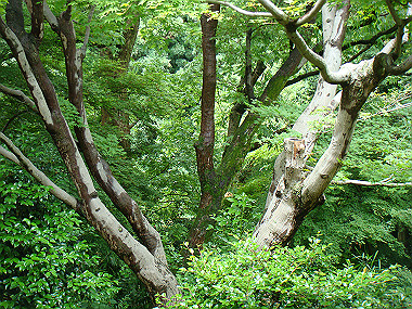 20080529_0650_thumb.jpg