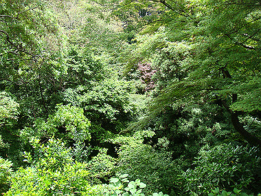20080529_0670_thumb.jpg