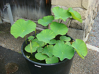 20080529_0800_thumb.jpg