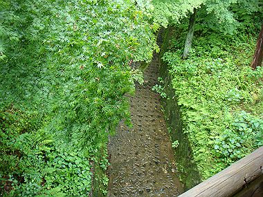 20080529_0850_thumb.jpg