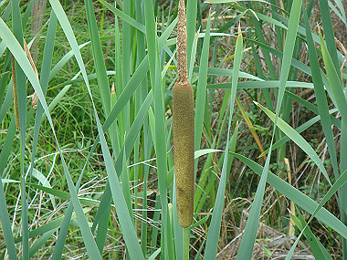 20080629_0070_thumb.jpg