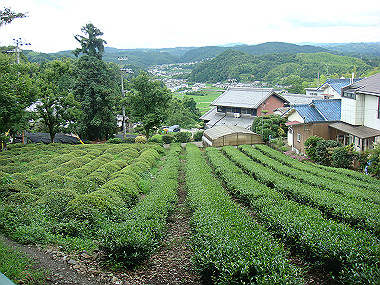 20080629_0210_thumb.jpg