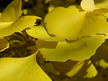 20081202_377_thumb.jpg