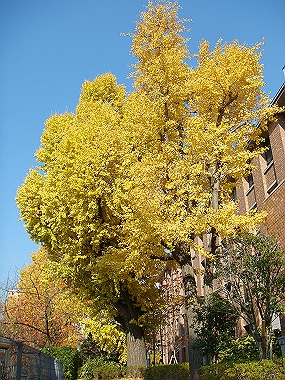 20081202_380_thumb.jpg