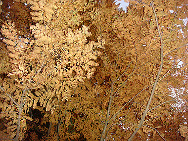 20081203_388_thumb.jpg