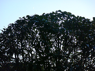 20081203_392_thumb.jpg