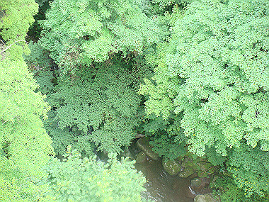 20080725_0090_thumb.jpg